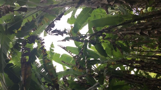 Vegan Lifestyle in Hawaii