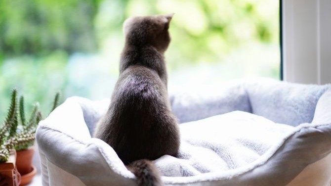 Travel on Pause: What Life in Quarantine and the COVID-19 Pandemic Taught Me 