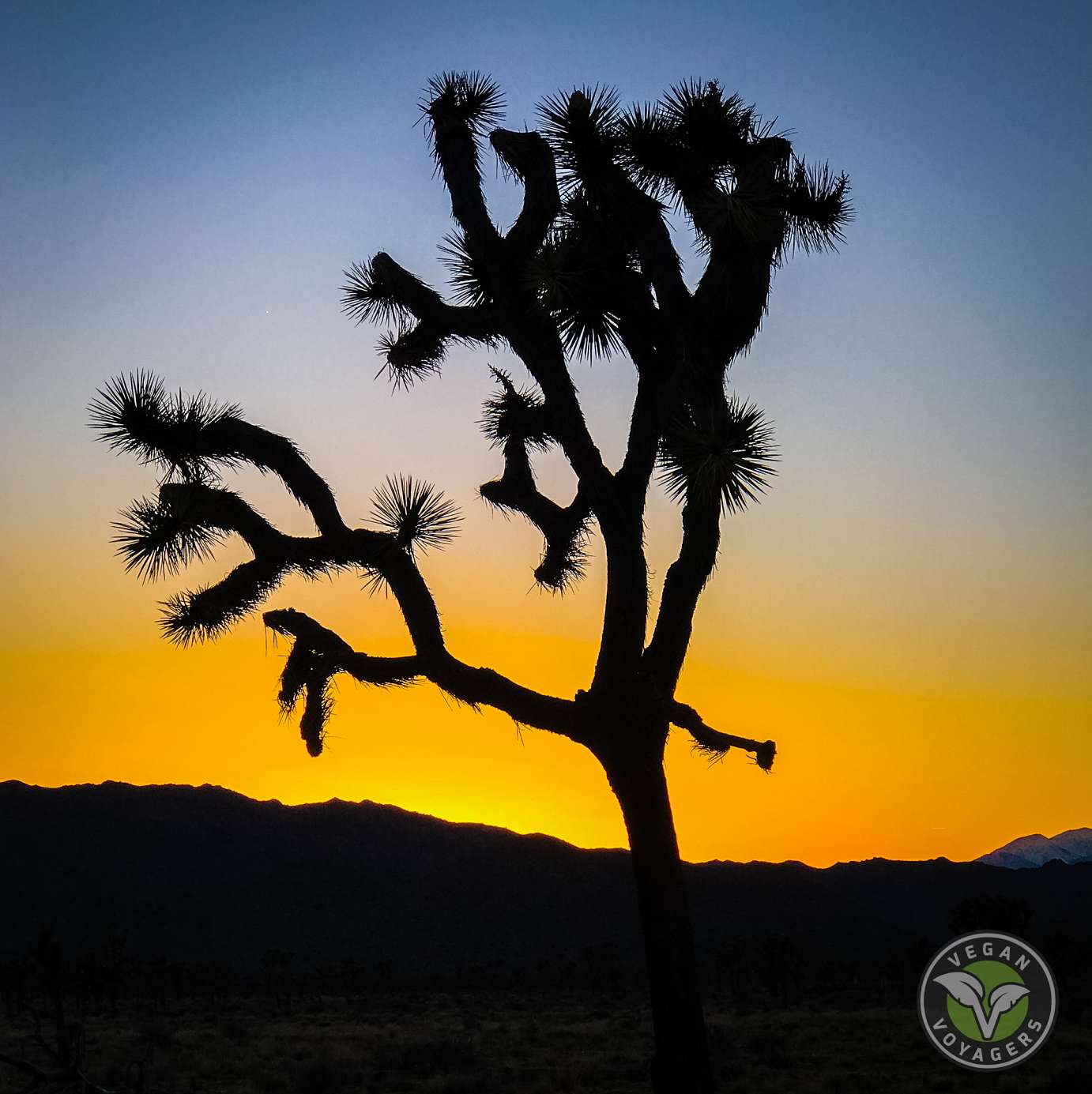 Joshua Tree