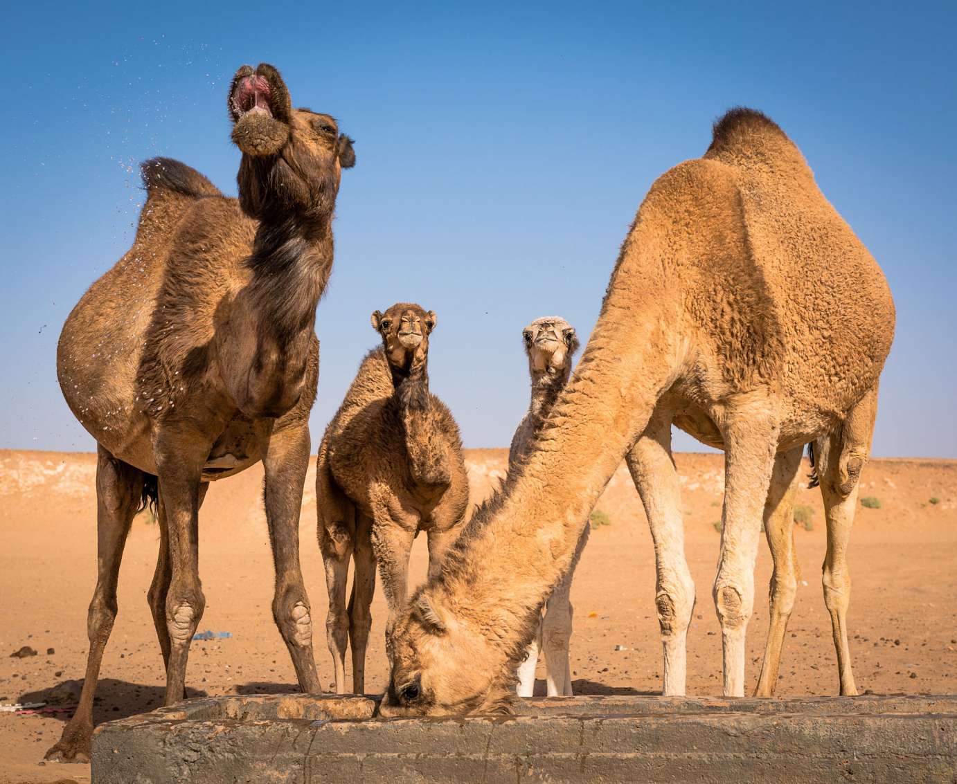 Camels